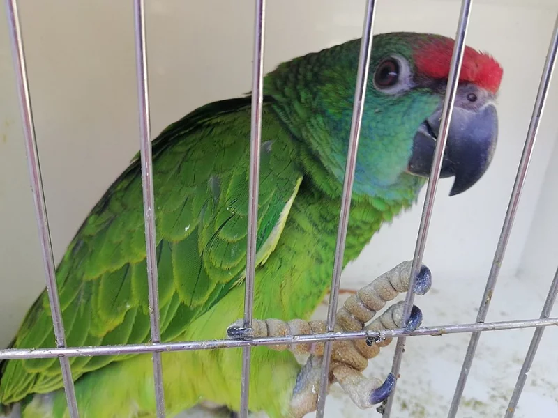 Amazona bodini - amazoňan orinocký