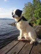 ŠTĚNĚ FIDO