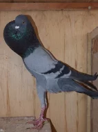 brněnský voláč