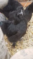 Kohoutci zakrslé hedvábničky