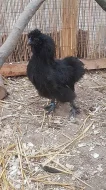 Kohoutci zakrslé hedvábničky