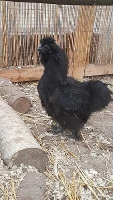 Kohoutci zakrslé hedvábničky