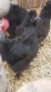 Kohoutci zakrslé hedvábničky