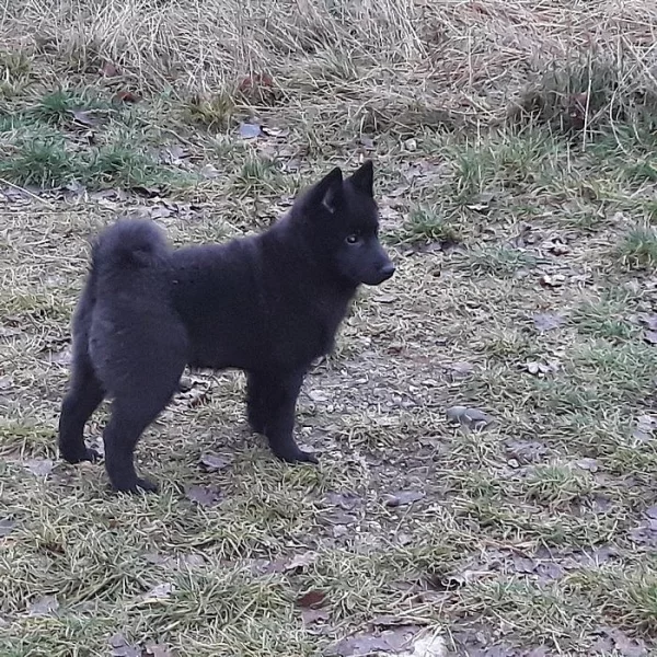 štěňátka šiperky s PP