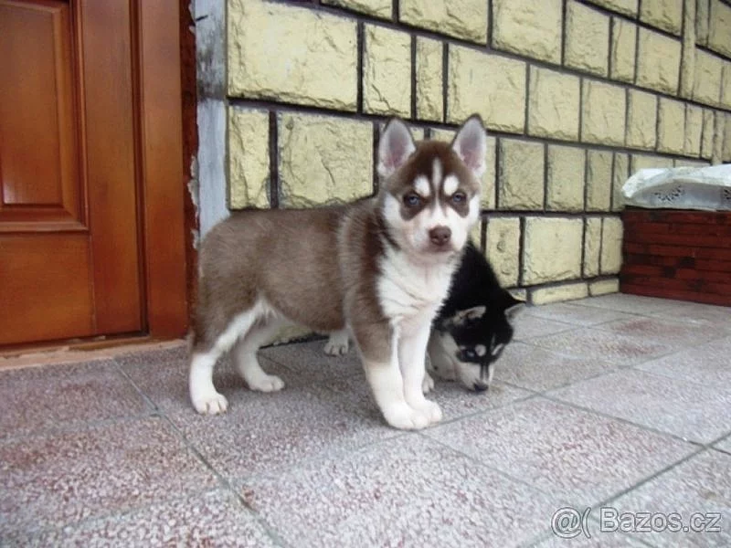 Sibírsky husky