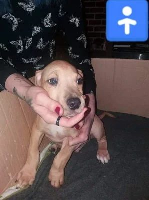 Štěňata Amstaff