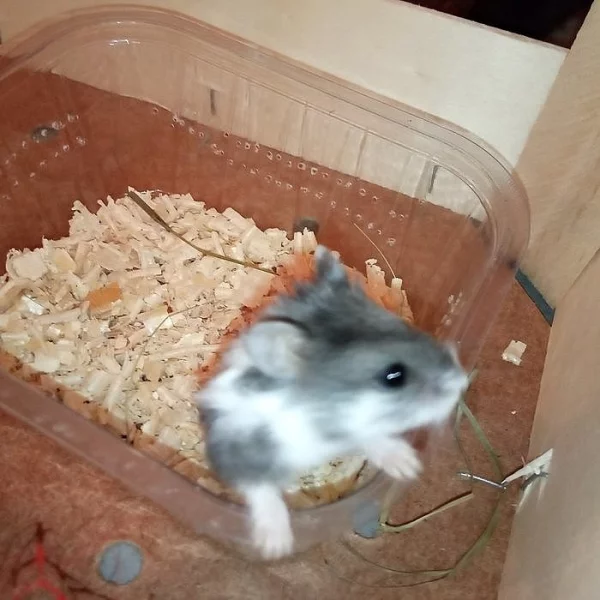 křeček Camphellůw