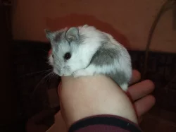 křeček Camphellůw