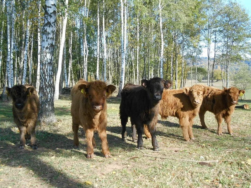 Prodám loňská telátka Skotský náhorní skot - Highland,