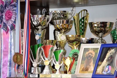 Prodej štěňat málopočetného plemene