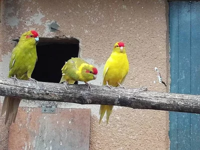 Kakariki