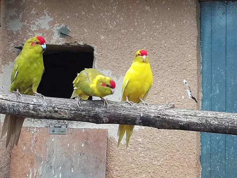Kakariki