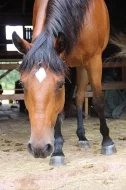 Paint Horse - valach na prodej