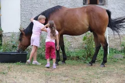 Paint Horse - valach na prodej