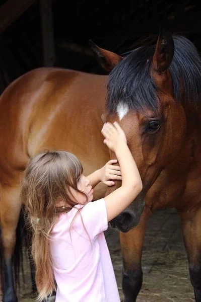 Paint Horse - valach na prodej