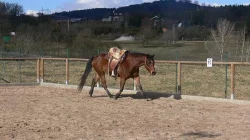 Paint Horse - valach na prodej