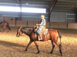 Paint Horse - valach na prodej