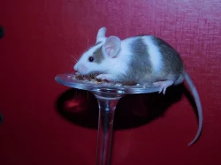 Roztomilé malé barevné myšky z Prahy