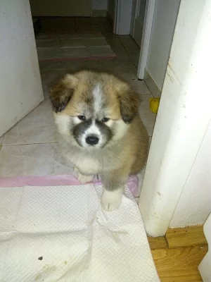 Prodám Akita inu štěnata