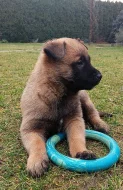 Belgický ovčák Malinois - štěňata