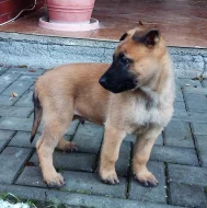 Belgický ovčák Malinois - štěňata