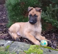 Belgický ovčák Malinois - štěňata