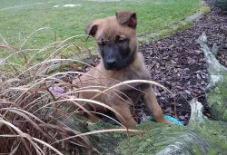 Belgický ovčák Malinois - štěňata