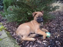 Belgický ovčák Malinois - štěňata