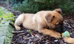 Belgický ovčák Malinois - štěňata