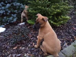 Belgický ovčák Malinois - štěňata