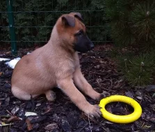 Belgický ovčák Malinois - štěňata