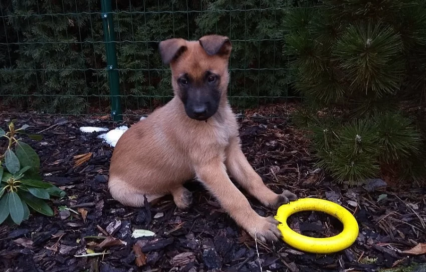 Belgický ovčák Malinois - štěňata