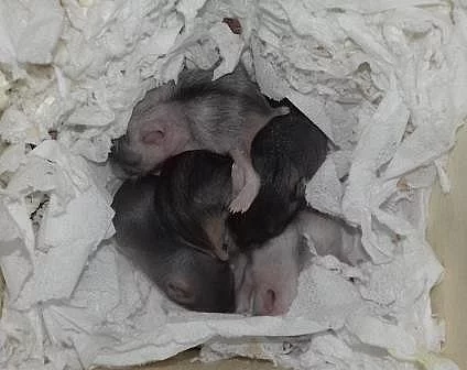 Křečík (křeček) džungarský s PP