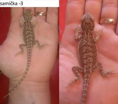 agama vousatá