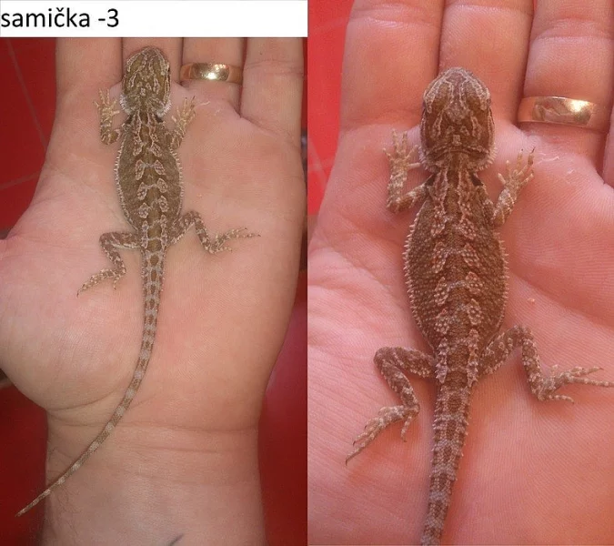 agama vousatá