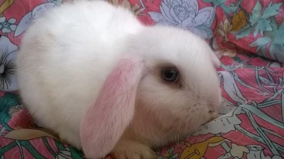 ZAKRSLÁ SAMIČKA KRÁLÍČKA beránka K ODBĚRU-mládě