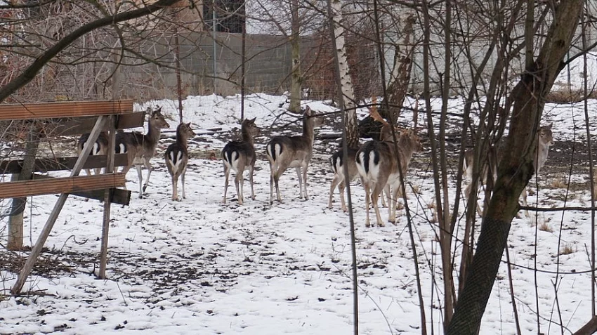 prodám Dančí zvěř