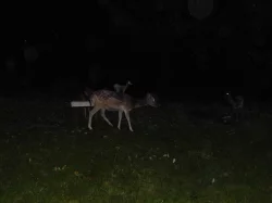 DAŇČATA
