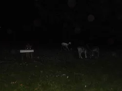 DAŇČATA