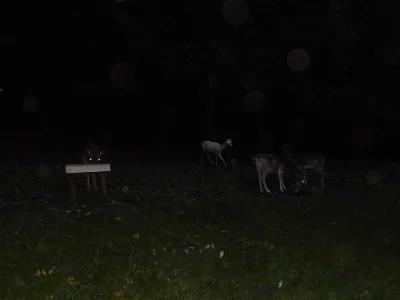 DAŇČATA
