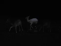 DAŇČATA