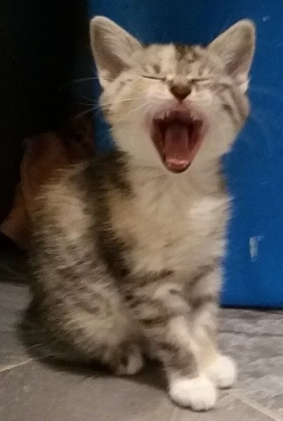 Kurilský bobtail s PP