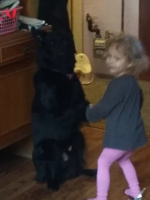 Kříženec 30kg