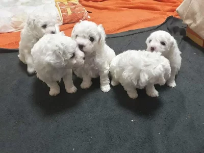 Bichon Frisé