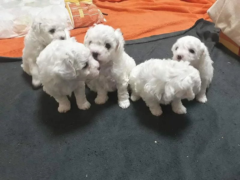Bichon Frisé