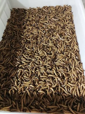 Potemník peruánský (Zophobas morio)
