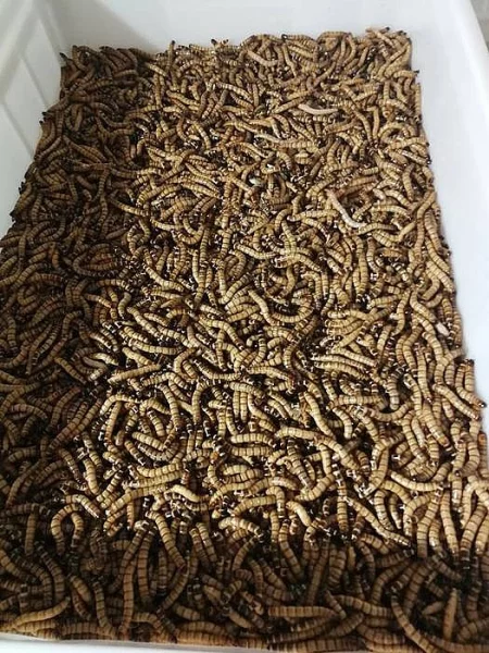 Potemník peruánský (Zophobas morio)