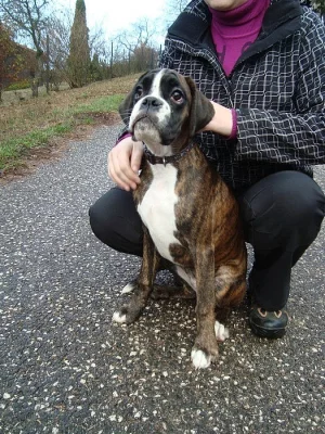 Německý boxer-žíhaná fenka
