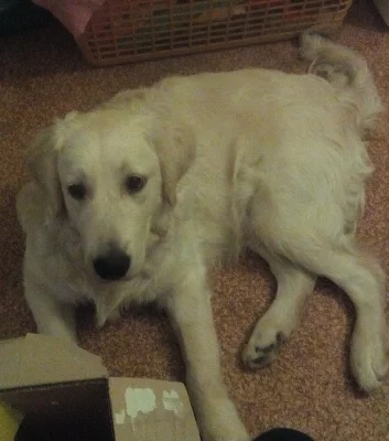 Zlatý retriever