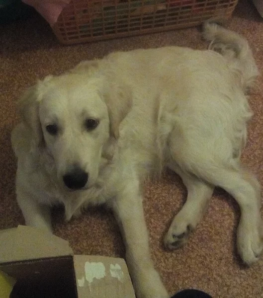 Zlatý retriever